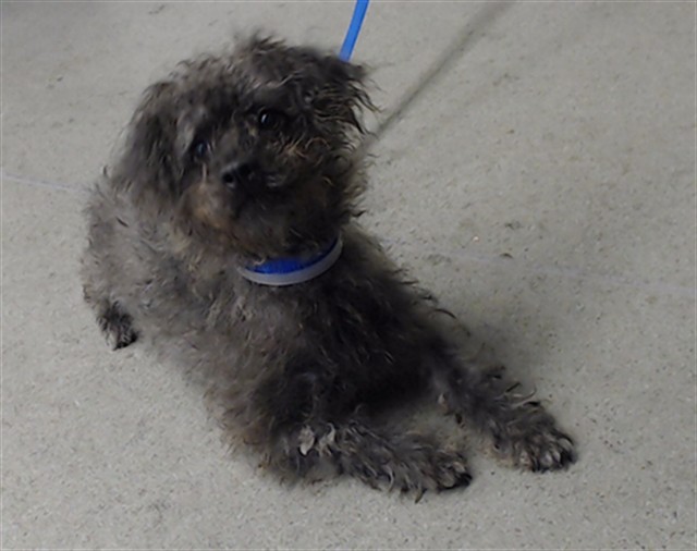 Shelter Stray Male Dog last seen CESAR CHAVEZ@HARRISON, 1419 Bryant St, San Francisco, CA 94103, USA