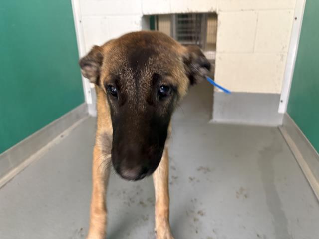 Shelter Stray Female Dog last seen AVE 196, STRATHMORE, CA, Visalia, CA 93292, USA