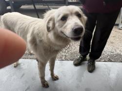 Shelter Stray Female Dog last seen AVE 196, STRATHMORE, CA, Visalia, CA 93292, USA