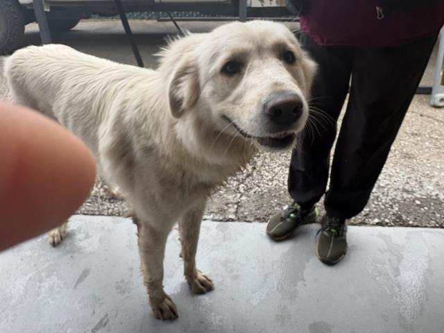 Shelter Stray Female Dog last seen AVE 196, STRATHMORE, CA, Visalia, CA 93292, USA