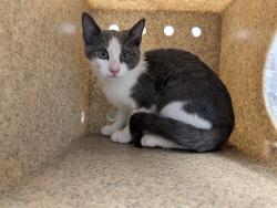 Shelter Stray Male Cat last seen ALAMANCE COUNTY, 221 Stone Quarry Rd, Burlington, NC 27217, USA