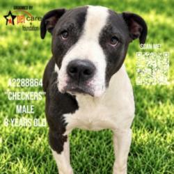 Shelter Stray Male Dog last seen , 3201 Lacy St, Los Angeles, CA 90031, USA