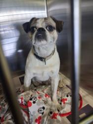 Shelter Stray Male Dog last seen , 11361 W Pico Blvd, Los Angeles, CA 90064, USA