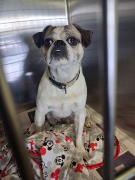 Shelter Stray Male Dog last seen , 11361 W Pico Blvd, Los Angeles, CA 90064, USA