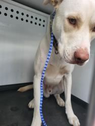 Shelter Stray Male Dog last seen GOSFORD RD / MING AVE,BAKERSFIELD,CA, 201 S Mt Vernon Ave, Bakersfield, CA 93307, USA