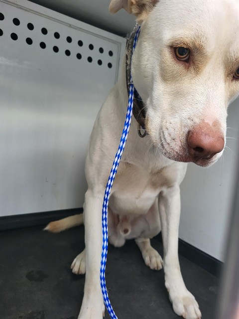Shelter Stray Male Dog last seen GOSFORD RD / MING AVE,BAKERSFIELD,CA, 201 S Mt Vernon Ave, Bakersfield, CA 93307, USA