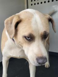 Shelter Stray Male Dog last seen COFFEE RD/TRUXTUN AV, BAKERSRFIELD CA, 201 S Mt Vernon Ave, Bakersfield, CA 93307, USA
