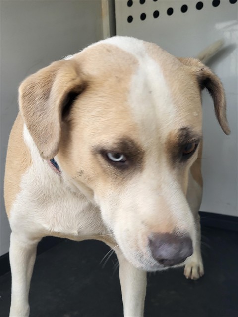 Shelter Stray Male Dog last seen COFFEE RD/TRUXTUN AV, BAKERSRFIELD CA, 201 S Mt Vernon Ave, Bakersfield, CA 93307, USA