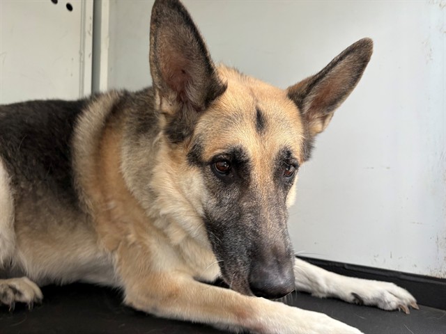 Shelter Stray Male Dog last seen Near BLK CHEWACAN DR, BAKERSFIELD, CA, 201 S Mt Vernon Ave, Bakersfield, CA 93307, USA