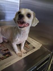 Shelter Stray Male Dog last seen , 11361 W Pico Blvd, Los Angeles, CA 90064, USA