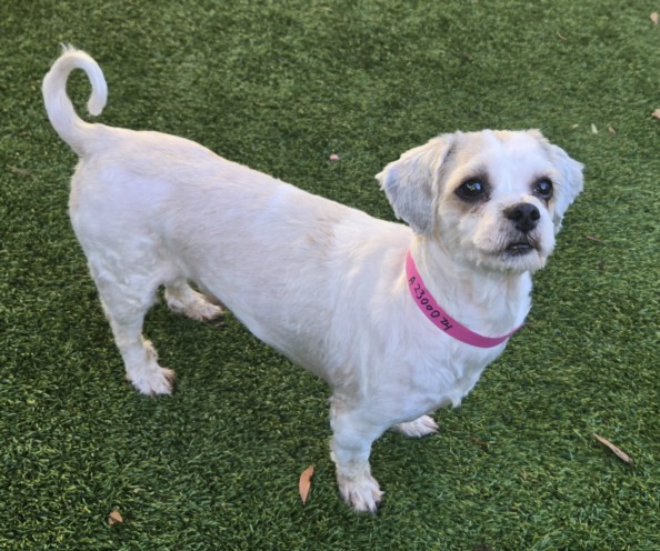 Shelter Stray Male Dog last seen , 11361 W Pico Blvd, Los Angeles, CA 90064, USA