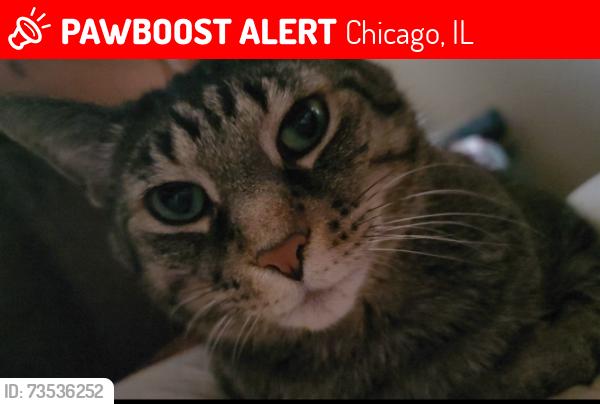 Lost Male Cat last seen Osage Ave and Cornelia Ave Chicago IL 60634, Chicago, IL 60634