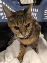 Shelter Stray Male Cat last seen Near BLOCK E PHILLIPS DR, CENTENNIAL, 2080 S Quebec St, Denver, CO 80231, USA