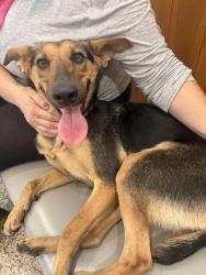 Found/Stray Female Dog last seen Los Feliz Village at Veselich and Garden, Los Angeles, CA 90039