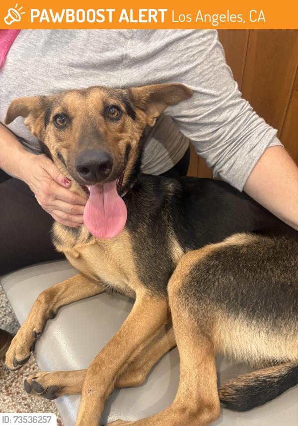 Found/Stray Female Dog last seen Los Feliz Village at Veselich and Garden, Los Angeles, CA 90039