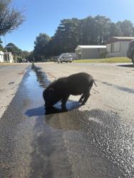 Shelter Stray Male Livestock last seen , 4950 SW Triana Blvd, Huntsville, AL 35805, USA