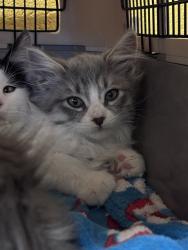 Shelter Stray Male Cat last seen Near BLOCK S 1500 W, WEST VALLEY CITY UT 84123, 4522 W 3500 S, West Valley City, UT 84120, USA