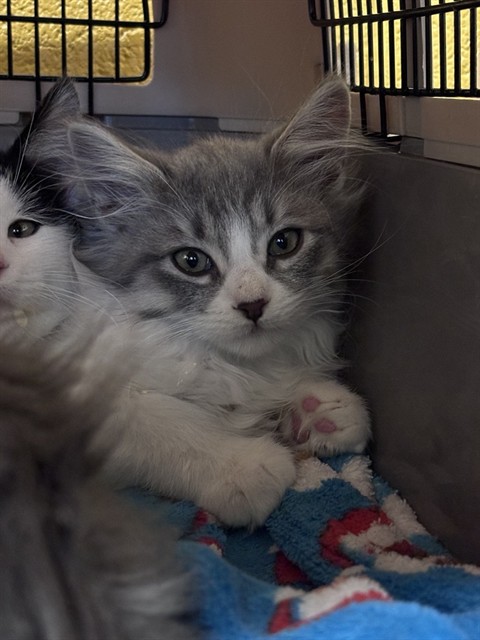 Shelter Stray Male Cat last seen Near BLOCK S 1500 W, WEST VALLEY CITY UT 84123, 4522 W 3500 S, West Valley City, UT 84120, USA