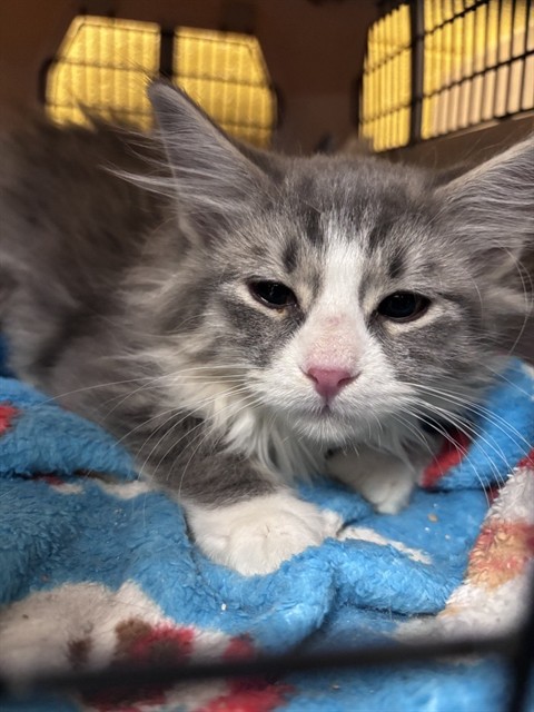 Shelter Stray Male Cat last seen Near BLOCK S 1500 W, WEST VALLEY CITY UT 84123, 4522 W 3500 S, West Valley City, UT 84120, USA