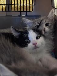 Shelter Stray Male Cat last seen Near BLOCK S 1500 W, WEST VALLEY CITY UT 84123, 4522 W 3500 S, West Valley City, UT 84120, USA
