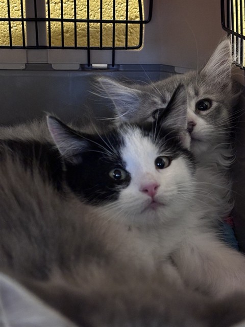 Shelter Stray Male Cat last seen Near BLOCK S 1500 W, WEST VALLEY CITY UT 84123, 4522 W 3500 S, West Valley City, UT 84120, USA