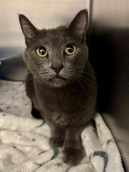Shelter Stray Male Cat last seen Near BLOCK S DUNRAVEN DR, 4522 W 3500 S, West Valley City, UT 84120, USA