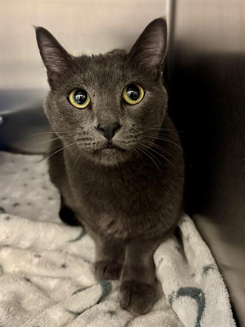 Shelter Stray Male Cat last seen Near BLOCK S DUNRAVEN DR, 4522 W 3500 S, West Valley City, UT 84120, USA
