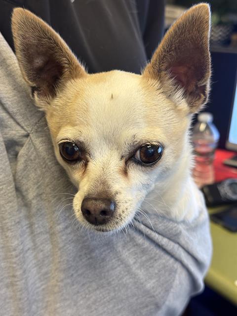 Shelter Stray Female Dog last seen Near BLOCK S CENTERBROOK DR, WEST VALLEY CITY UT 84119, 4522 W 3500 S, West Valley City, UT 84120, USA