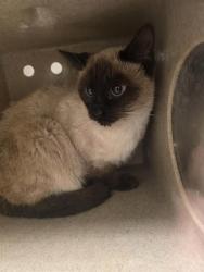 Shelter Stray Unknown Cat last seen Near BLOCK W 2590 S, WEST VALLEY CITY UT 84119, 4522 W 3500 S, West Valley City, UT 84120, USA
