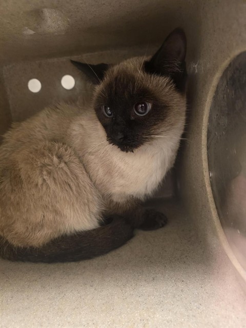 Shelter Stray Unknown Cat last seen Near BLOCK W 2590 S, WEST VALLEY CITY UT 84119, 4522 W 3500 S, West Valley City, UT 84120, USA