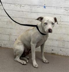 Shelter Stray Female Dog last seen Near BLOCK S CACTUS AVE, 333 Chandler Pl, San Bernardino, CA 92408, USA