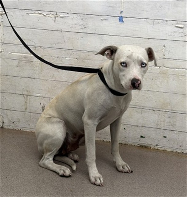 Shelter Stray Female Dog last seen Near BLOCK S CACTUS AVE, 333 Chandler Pl, San Bernardino, CA 92408, USA