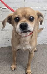 Shelter Stray Male Dog last seen , 333 Chandler Pl, San Bernardino, CA 92408, USA