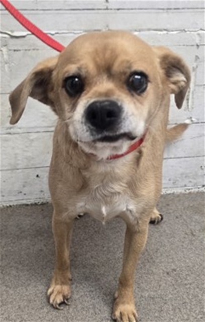 Shelter Stray Male Dog last seen , 333 Chandler Pl, San Bernardino, CA 92408, USA