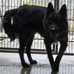 Shelter Stray Male Dog last seen , 600 Aviation Dr, Camarillo, CA 93010, USA