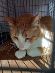 Shelter Stray Male Cat last seen Near BLOCK NW 2 AV, FORT LAUDERDALE FL 33311, 2400 SW 42nd St, Fort Lauderdale, FL 33312, USA
