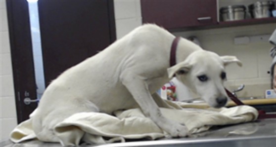 Shelter Stray Female Dog last seen Near BLOCK RIVER SCHOOL RD, WADE NC 28395, 4704 Corporation Dr, Fayetteville, NC 28306, USA