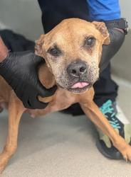 Shelter Stray Male Dog last seen Near BLOCK NW 60 TER, SUNRISE FL 33313, 2400 SW 42nd St, Fort Lauderdale, FL 33312, USA