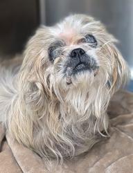 Shelter Stray Male Dog last seen Near BLOCK NW 33 TER, LAUDERHILL FL 33311, 2400 SW 42nd St, Fort Lauderdale, FL 33312, USA