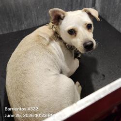 Shelter Stray Male Dog last seen Near BLOCK ASTRAL COVE, 4710 TX-151, San Antonio, TX 78227, USA