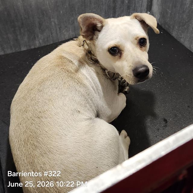 Shelter Stray Male Dog last seen Near BLOCK ASTRAL COVE, 4710 TX-151, San Antonio, TX 78227, USA