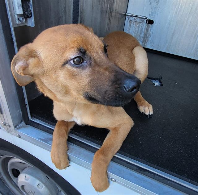 Shelter Stray Male Dog last seen NW 410 LOOP ACCESS ROAD, 4710 TX-151, San Antonio, TX 78227, USA