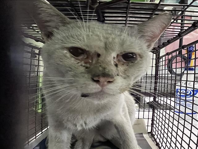 Shelter Stray Male Cat last seen , 1850 W 60th St, Los Angeles, CA 90047, USA