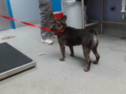 Shelter Stray Male Dog last seen Near BLOCK 98TH SW, 11800 Sunset Gardens Rd SW, Albuquerque, NM 87121, USA