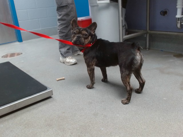 Shelter Stray Male Dog last seen Near BLOCK 98TH SW, 11800 Sunset Gardens Rd SW, Albuquerque, NM 87121, USA