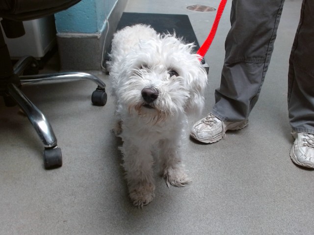 Shelter Stray Male Dog last seen Near BLOCK VINEMONT NW, 11800 Sunset Gardens Rd SW, Albuquerque, NM 87121, USA