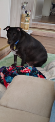 Lost Female Dog last seen Owen Street, Gibsonville, NC 27249