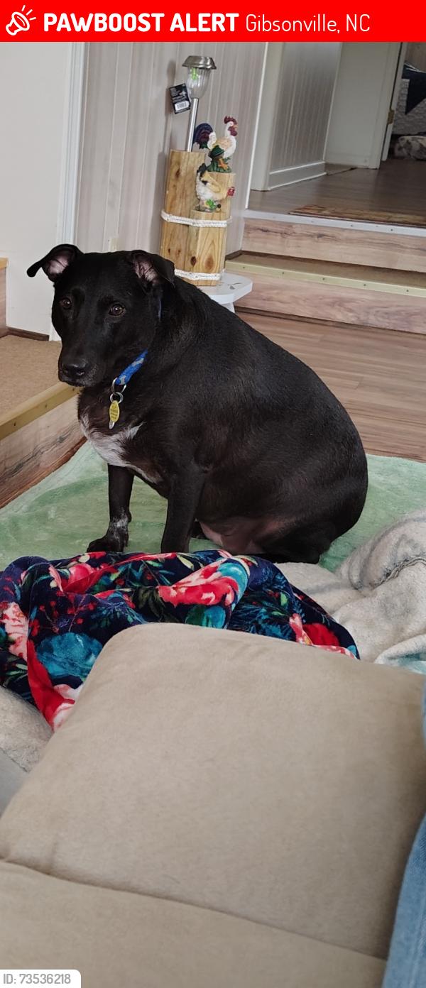 Lost Female Dog last seen Owen Street, Gibsonville, NC 27249