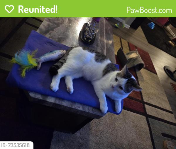 Reunited Male Cat last seen Barrett Creek apts...Glenview dr., North Richland Hills, TX 76180