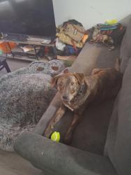 Lost Female Dog last seen Near South Wrigley, Long Beach, CA 90806, Long Beach, CA 90806